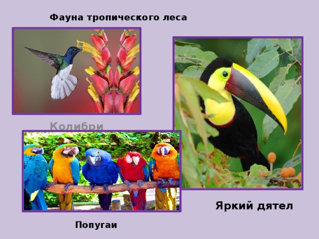 Фауна тропического леса   Колибри Яркий дятел Попугаи 