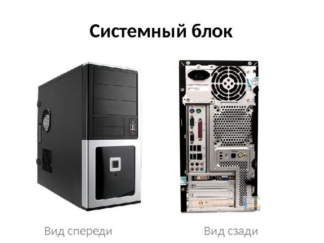 Мышь 