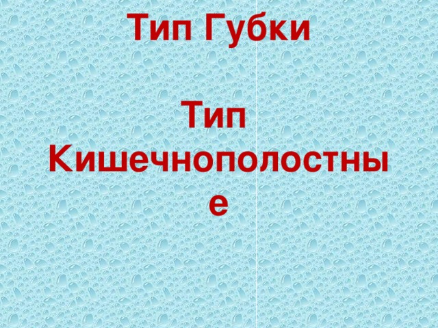 Тип Губки   Тип  Кишечнополостные   