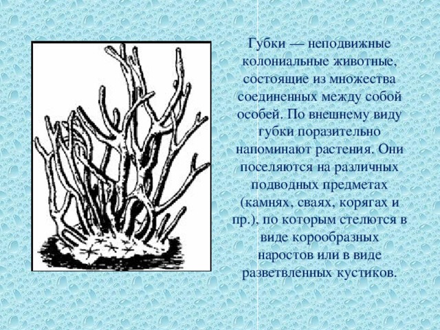 Губки — неподвижные колониальные животные, состоящие из множества соединенных между собой особей. По внешнему виду губки поразительно напоминают растения. Они поселяются на различных подводных предметах (камнях, сваях, корягах и пр.), по которым стелются в виде корообразных наростов или в виде разветвленных кустиков. 