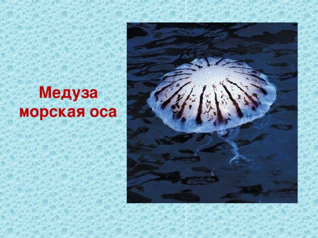 Медуза морская оса 
