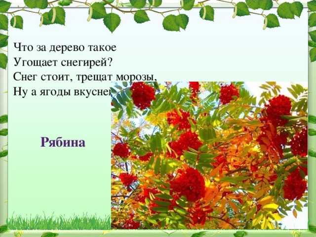 Что за дерево такое   Угощает снегирей?   Снег стоит, трещат морозы,   Ну а ягоды вкусней. Рябина