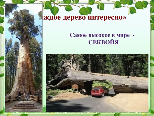 «Каждое дерево интересно» Самое высокое в мире - СЕКВОЙЯ