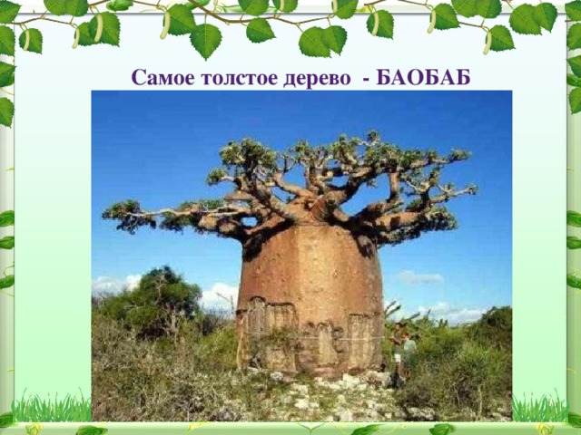 Самое толстое дерево - БАОБАБ