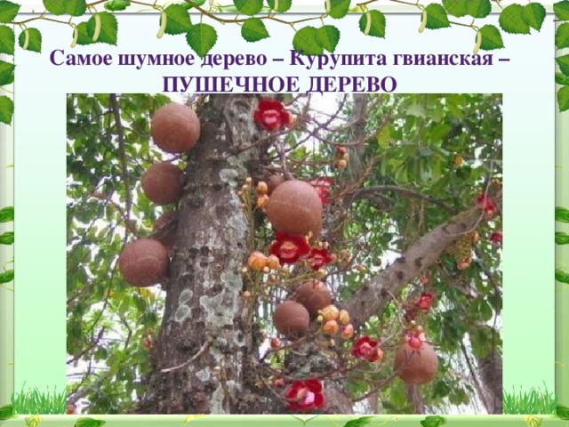 Самое шумное дерево – Курупита гвианская – ПУШЕЧНОЕ ДЕРЕВО