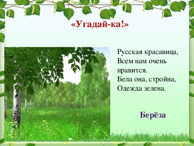 «Угадай-ка!» Русская красавица,  Всем нам очень нравится.  Бела она, стройна,  Одежда зелена. Берёза