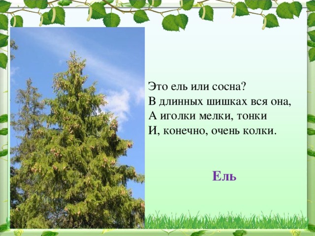 Это ель или сосна?  В длинных шишках вся она,  А иголки мелки, тонки  И, конечно, очень колки. Ель