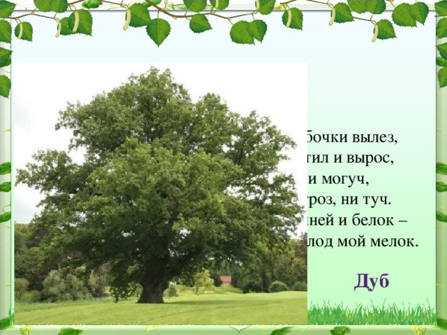 Я из крошки-бочки вылез, Корешки пустил и вырос, Стал высок я и могуч, Не боюсь ни гроз, ни туч. Я кормлю свиней и белок – Ничего, что плод мой мелок. Дуб