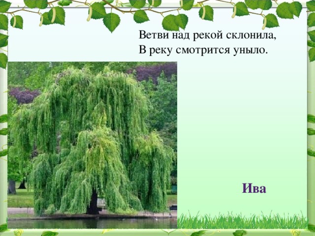 Ветви над рекой склонила,   В реку смотрится уныло. Ива