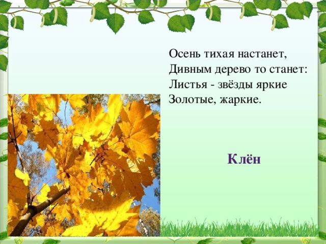 Осень тихая настанет,  Дивным дерево то станет:  Листья - звёзды яркие  Золотые, жаркие. Клён