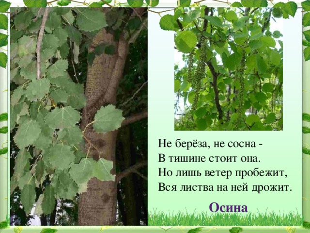 Не берёза, не сосна -  В тишине стоит она.  Но лишь ветер пробежит,  Вся листва на ней дрожит. Осина