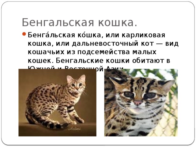 Бенгальская кошка. Бенга́льская ко́шка, или карликовая кошка, или дальневосточный кот — вид кошачьих из подсемейства малых кошек. Бенгальские кошки обитают в Южной и Восточной Азии. 