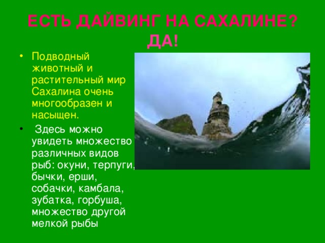ЕСТЬ ДАЙВИНГ НА САХАЛИНЕ?  ДА! Подводный животный и растительный мир Сахалина очень многообразен и насыщен.  Здесь можно увидеть множество различных видов рыб: окуни, терпуги, бычки, ерши, собачки, камбала, зубатка, горбуша, множество другой мелкой рыбы 