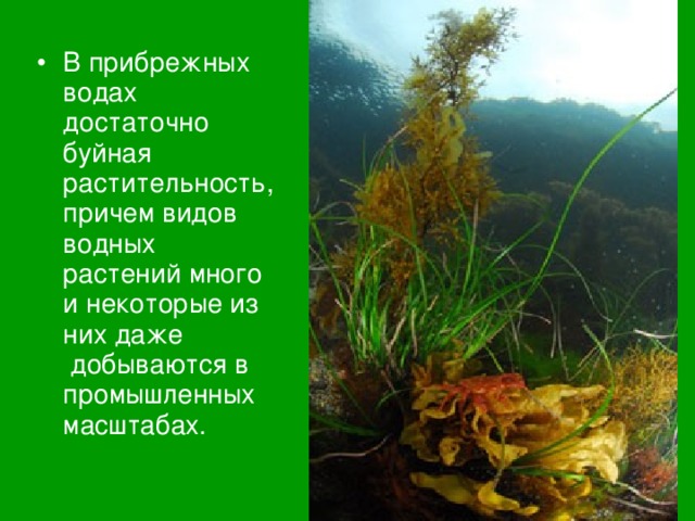 В прибрежных водах достаточно буйная растительность, причем видов водных растений много и некоторые из них даже  добываются в промышленных масштабах. 