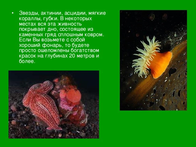 Звезды, актинии, асцидии, мягкие кораллы, губки. В некоторых местах вся эта живность покрывает дно, состоящее из каменных гряд сплошным ковром. Если Вы возьмете с собой хороший фонарь, то будете просто ошеломлены богатством красок на глубинах 20 метров и более.  