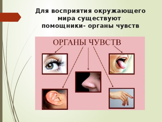Для восприятия окружающего мира существуют  помощники- органы чувств   
