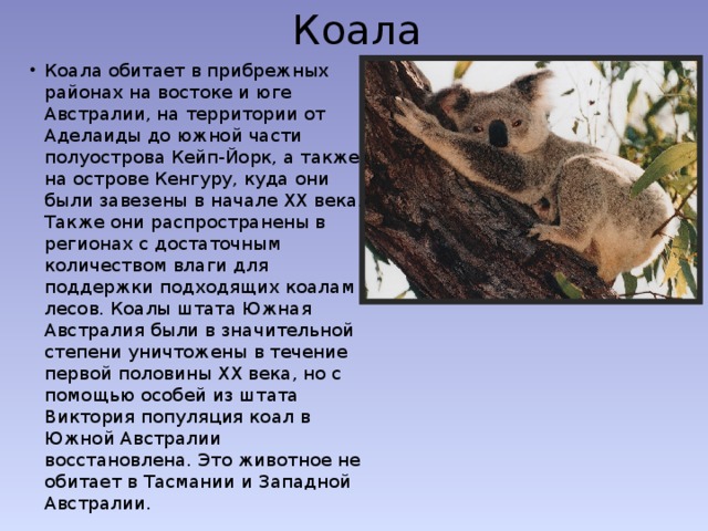 Коала Коала обитает в прибрежных районах на востоке и юге Австралии, на территории от Аделаиды до южной части полуострова Кейп-Йорк, а также на острове Кенгуру, куда они были завезены в начале XX века. Также они распространены в регионах с достаточным количеством влаги для поддержки подходящих коалам лесов. Коалы штата Южная Австралия были в значительной степени уничтожены в течение первой половины XX века, но с помощью особей из штата Виктория популяция коал в Южной Австралии восстановлена. Это животное не обитает в Тасмании и Западной Австралии. 