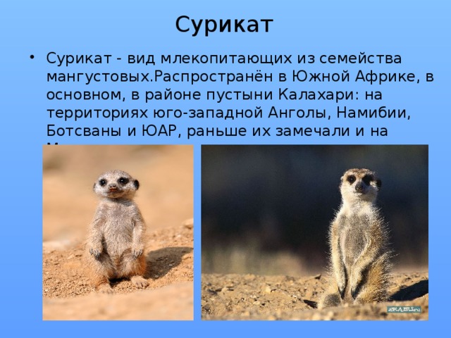 Сурикат Сурикат - вид млекопитающих из семейства мангустовых.Распространён в Южной Африке, в основном, в районе пустыни Калахари: на территориях юго-западной Анголы, Намибии, Ботсваны и ЮАР, раньше их замечали и на Мадагаскаре. 