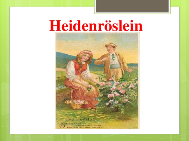 Heidenröslein  