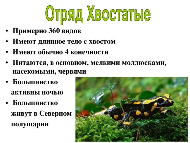 Примерно 360 видов Имеют длинное тело с хвостом Имеют обычно 4 конечности Питаются, в основном, мелкими моллюсками, насекомыми, червями Большинство  активны ночью Большинство  живут в Северном  полушарии 