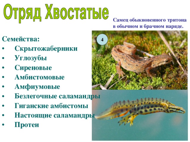 Самец обыкновенного тритона в обычном и брачном наряде. Семейства: Скрытожаберники Углозубы Сиреновые Амбистомовые Амфиумовые Безлегочные саламандры Гиганские амбистомы Настоящие саламандры Протеи  4 