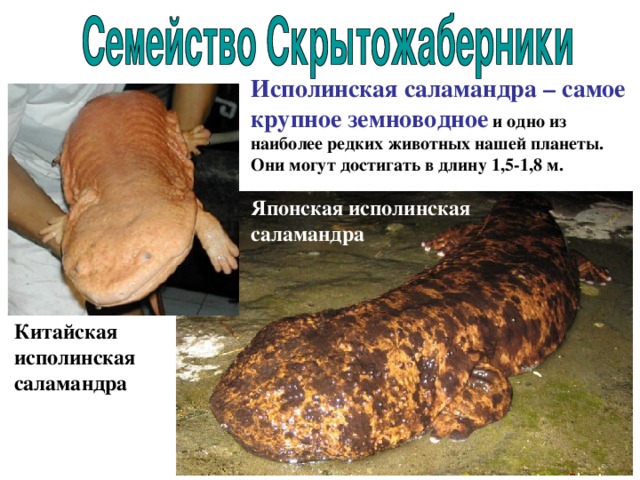 Исполинская саламандра – самое крупное земноводное и одно из наиболее редких животных нашей планеты. Они могут достигать в длину 1,5-1,8 м. Японская исполинская саламандра Китайская исполинская саламандра 