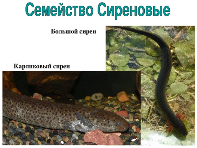 Большой сирен Карликовый сирен 