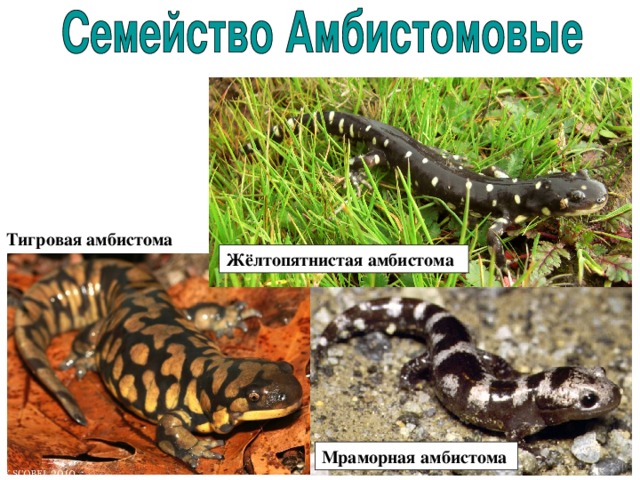 Тигровая амбистома Жёлтопятнистая амбистома  Мраморная амбистома 