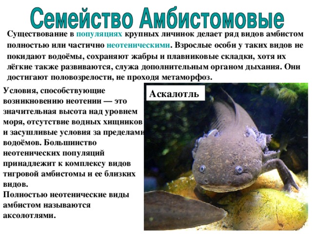 Существование в популяциях крупных личинок делает ряд видов амбистом полностью или частично неотеническими . Взрослые особи у таких видов не покидают водоёмы, сохраняют жабры и плавниковые складки, хотя их лёгкие также развиваются, служа дополнительным органом дыхания. Они достигают половозрелости, не проходя метаморфоз. Условия, способствующие возникновению неотении — это значительная высота над уровнем моря, отсутствие водных хищников и засушливые условия за пределами водоёмов. Большинство неотенических популяций принадлежит к комплексу видов тигровой амбистомы и ее близких видов. Полностью неотенические виды амбистом называются аксолотлями. Аскалотль  