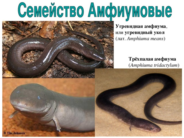 Угревидная амфиума , или угревидный укол (лат.  Amphiuma means )   Трёхпалая амфиума  ( Amphiuma tridactylum ) 