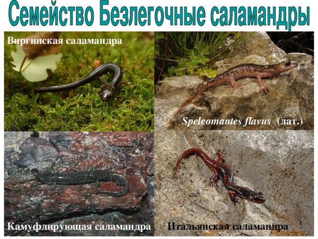 Виргинская саламандра Speleomantes flavus  (лат.)   Камуфлирующая саламандра Итальянская саламандра 