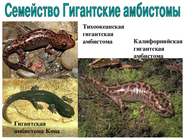 Тихоокеанская гигантская амбистома Калифорнийская гигантская амбистома Гигантская амбистома Копа 