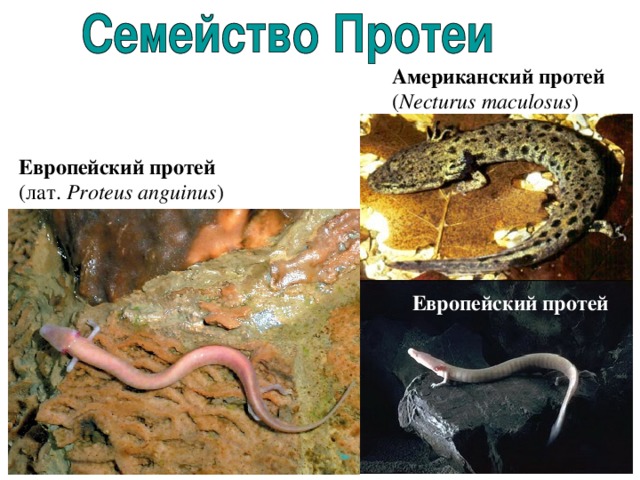 Американский протей  ( Necturus maculosus ) Европейский протей  (лат.  Proteus anguinus ) Европейский протей 
