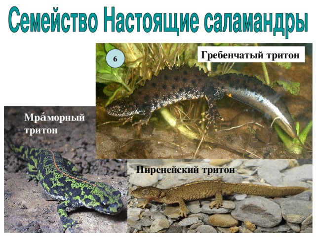 Гребенчатый тритон 6 Мра́морный тритон  Пиренейский тритон 