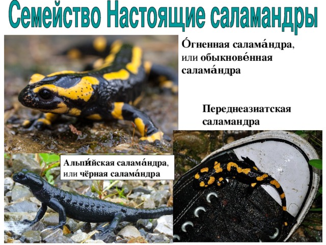 О́гненная салама́ндра , или обыкнове́нная салама́ндра  Переднеазиатская саламандра   Альпи́йская салама́ндра , или чёрная салама́ндра  