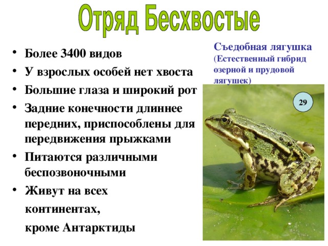 Съедобная лягушка ( Естественный гибрид озерной и прудовой лягушек) Более 3400 видов У взрослых особей нет хвоста Большие глаза и широкий рот Задние конечности длиннее передних, приспособлены для передвижения прыжками Питаются различными беспозвоночными Живут на всех  континентах,  кроме Антарктиды 29 