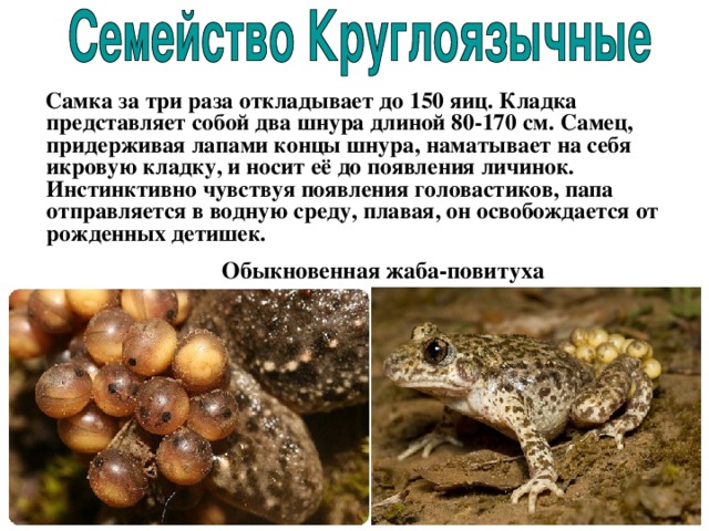  Самка за три раза откладывает до 150 яиц. Кладка представляет собой два шнура длиной 80-170 см. Самец, придерживая лапами концы шнура, наматывает на себя икровую кладку, и носит её до появления личинок. Инстинктивно чувствуя появления головастиков, папа отправляется в водную среду, плавая, он освобождается от рожденных детишек. Обыкновенная жаба-повитуха 