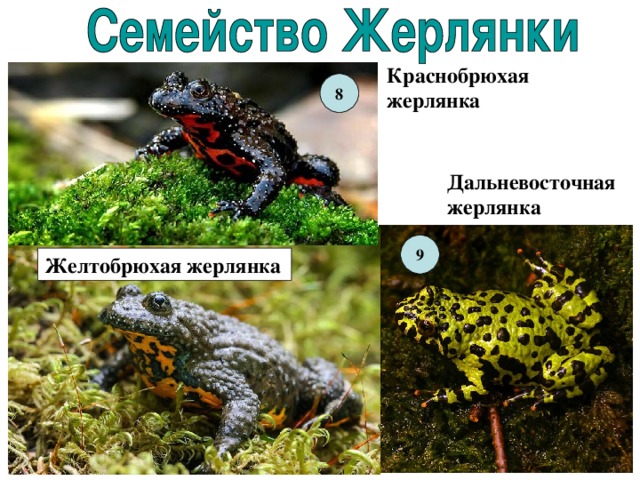 Краснобрюхая жерлянка  8 Дальневосточная жерлянка 9 Желтобрюхая жерлянка  