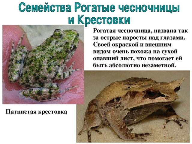  Рогатая чесночница, названа так за острые наросты над глазами. Своей окраской и внешним видом очень похожа на сухой опавший лист, что помогает ей быть абсолютно незаметной. Пятнистая  крестовка  