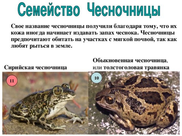  Свое название чесночницы получили благодаря тому, что их кожа иногда начинает издавать запах чеснока. Чесночницы предпочитают обитать на участках с мягкой почвой, так как любят рыться в земле. Обыкновенная чесночница , или толстоголовая травянка  Сирийская чесночница 10 11 