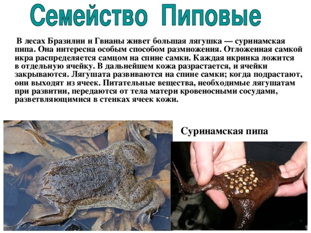  В лесах Бразилии и Гвианы живет большая лягушка — суринамская пипа. Она интересна особым способом размножения. Отложенная самкой икра распределяется самцом на спине самки. Каждая икринка ложится в отдельную ячейку. В дальнейшем кожа разрастается, и ячейки закрываются. Лягушата развиваются на спине самки; когда подрастают, они выходят из ячеек. Питательные вещества, необходимые лягушатам при развитии, передаются от тела матери кровеносными сосудами, разветвляющимися в стенках ячеек кожи. Суринамская пипа  