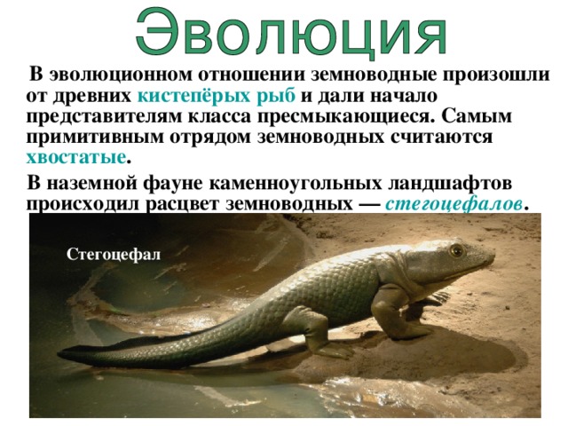  В эволюционном отношении земноводные произошли от древних кистепёрых рыб и дали начало представителям класса пресмыкающиеся. Самым примитивным отрядом земноводных считаются хвостатые .  В наземной фауне каменноугольных ландшафтов происходил расцвет земноводных — стегоцефалов .  Стегоцефал 