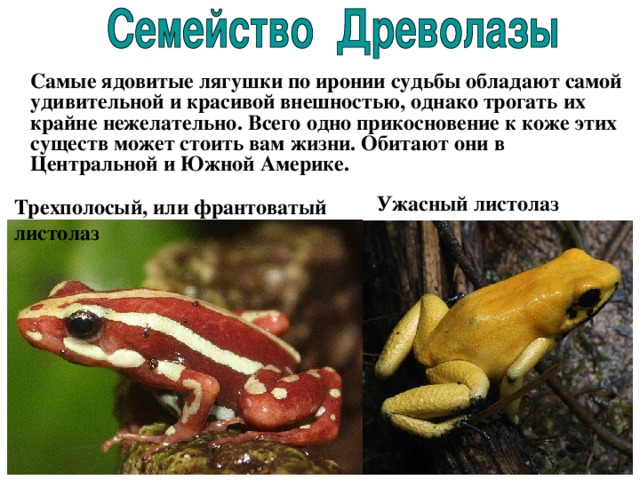  Самые ядовитые лягушки по иронии судьбы обладают самой удивительной и красивой внешностью, однако трогать их крайне нежелательно. Всего одно прикосновение к коже этих существ может стоить вам жизни.  Обитают они в Центральной и Южной Америке. Ужасный листолаз  Трехполосый, или франтоватый листолаз  