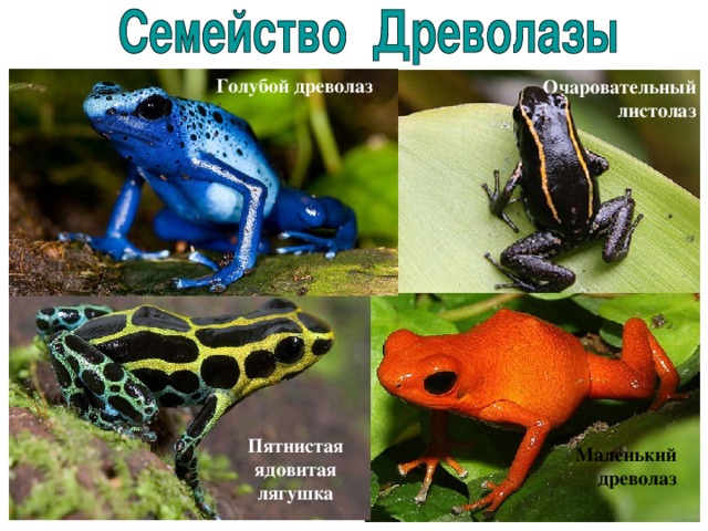 Голубой древолаз  Очаровательный листолаз  Пятнистая ядовитая лягушка  Маленький древолаз 