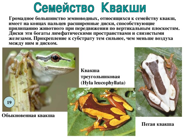  Громадное большинство земноводных, относящихся к семейству квакш, имеет на концах пальцев расширенные диски, способствующие прилипанию животного при передвижении по вертикальным плоскостям. Диски эти богаты лимфатическими пространствами и слизистыми железами. Прикрепление к субстрату тем сильнее, чем меньше воздуха между ним и диском.  Квакша треугольниковая (Hyla leucophyllata)  19 Обыкновенная квакша Пегая квакша 