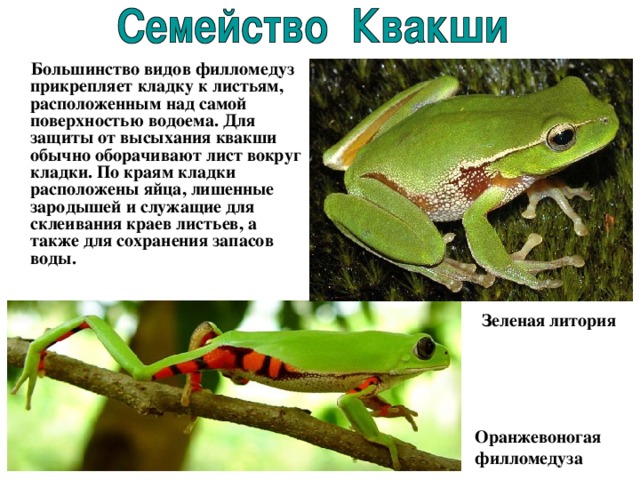 Большинство видов филломедуз прикрепляет кладку к листьям, расположенным над самой поверхностью водоема. Для защиты от высыхания квакши обычно оборачивают лист вокруг кладки. По краям кладки расположены яйца, лишенные зародышей и служащие для склеивания краев листьев, а также для сохранения запасов воды.  Зеленая литория Оранжевоногая филломедуза  
