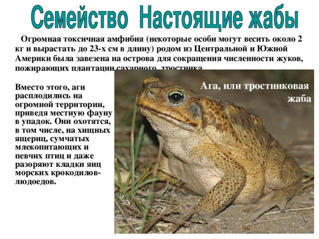  Огромная токсичная амфибия (некоторые особи могут весить около 2 кг и вырастать до 23-х см в длину) родом из Центральной и Южной Америки была завезена на острова для сокращения численности жуков, пожирающих плантации сахарного тростника.    Вместо этого, аги расплодились на огромной территории, приведя местную фауну в упадок. Они охотятся, в том числе, на хищных ящериц, сумчатых млекопитающих и певчих птиц и даже разоряют кладки яиц морских крокодилов-людоедов.   Ага, или тростниковая жаба 