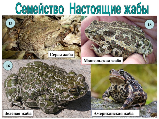 13 18 Серая жаба Монгольская жаба 16 Американская жаба Зеленая жаба 