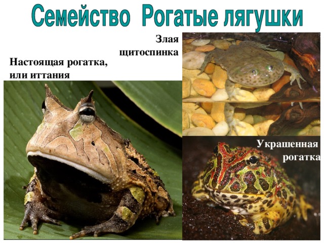 Злая щитоспинка Настоящая рогатка, или иттания Украшенная рогатка 