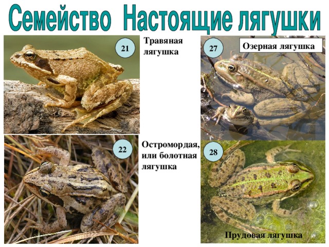 Травяная лягушка 21 27 Озерная лягушка Остромордая, или болотная лягушка 22 28 Прудовая лягушка 